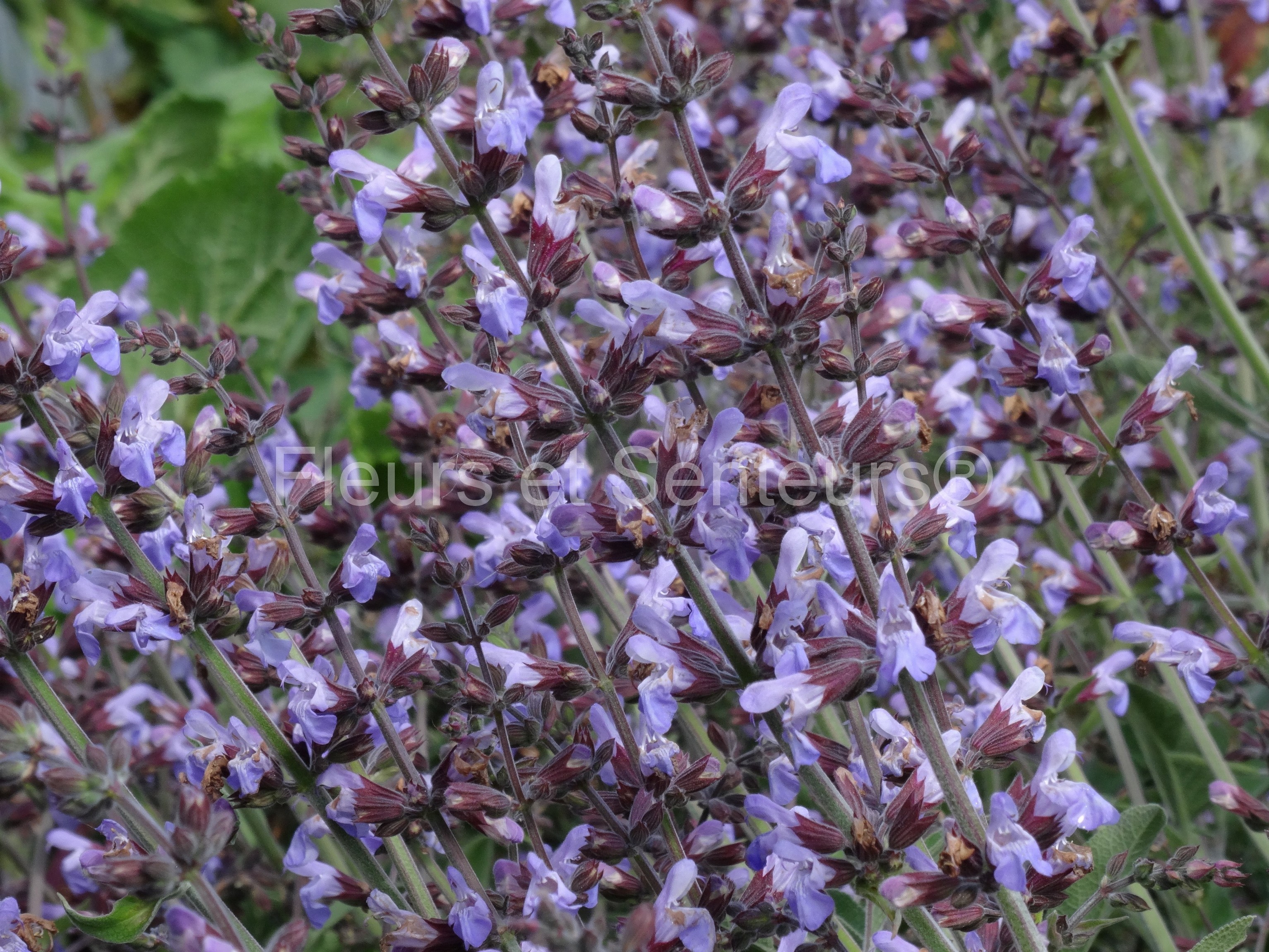 salvia auriculata