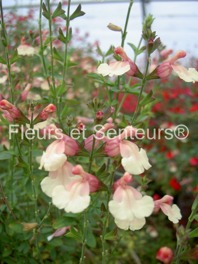 Salvia Microphylla Trelissick Collection Nationale Fleurs Et Senteurs