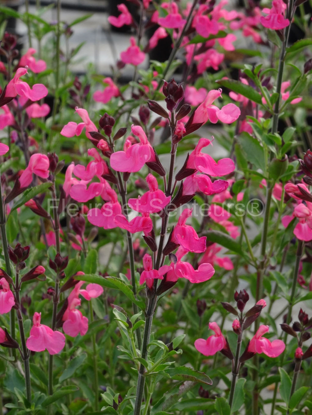 salvia Anasthasia sauge Fleurs et Senteurs008 salvia Anasthasia en fleurs