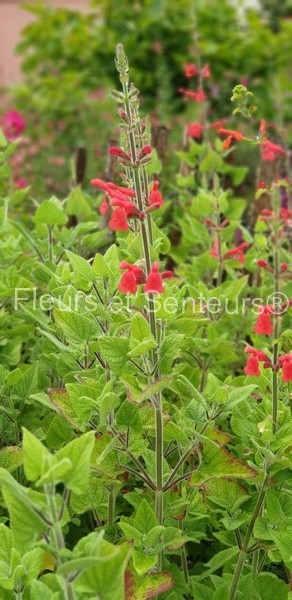 salvia darcyi josh salvia darcyi Josh en fleurs