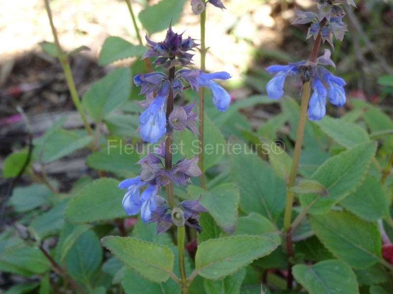 salvia glechomifolia