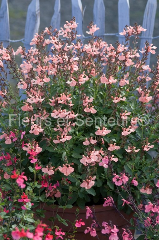 salvia microphylla Ribambelle en fleurs