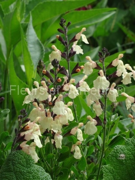 salvia Melen