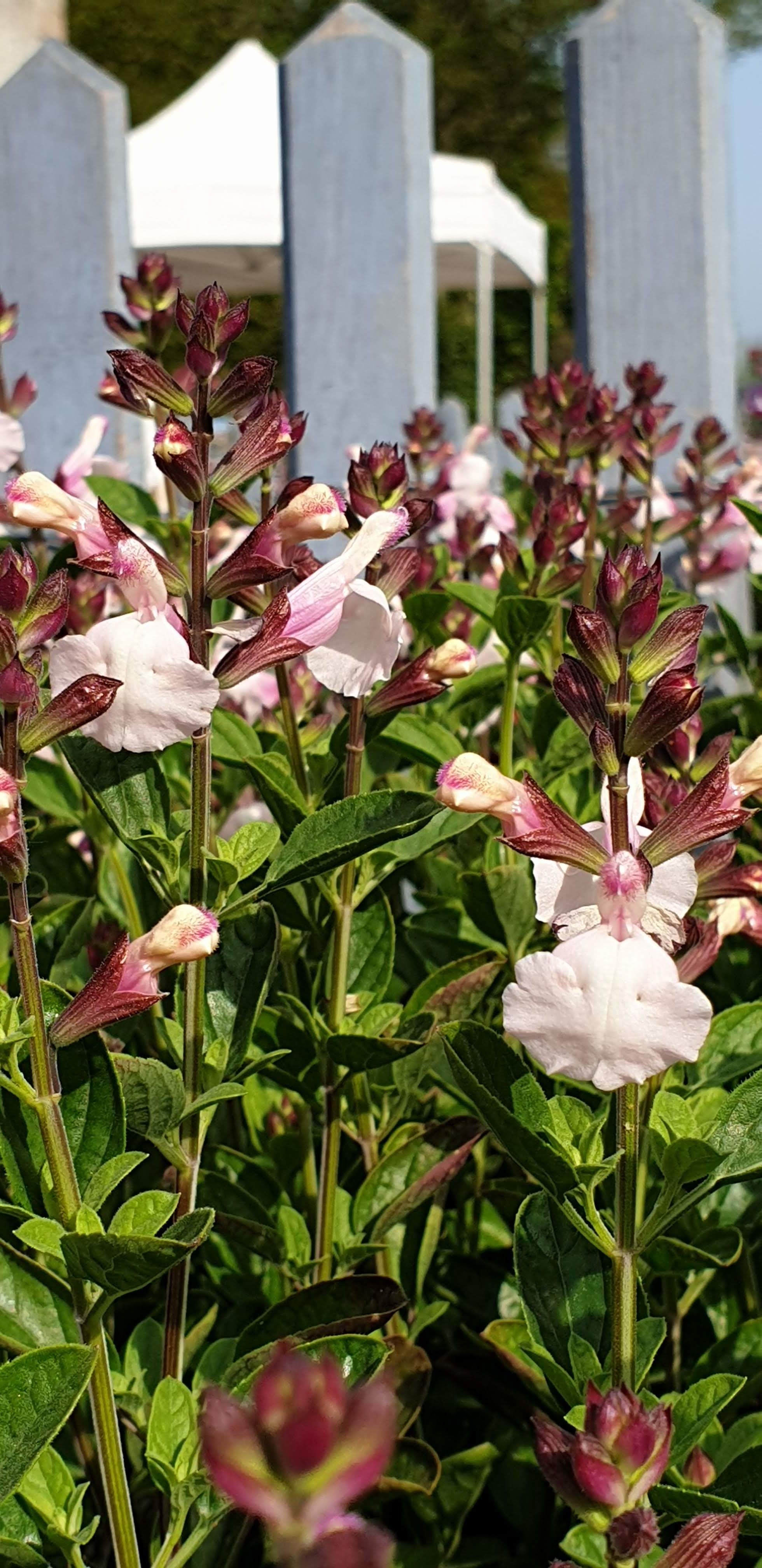 salvia Touch Of Pink