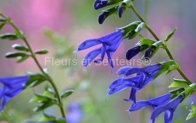 les sauges herbacées