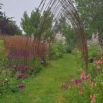 Collection nationale de sauges