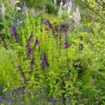 Collection nationale de sauges