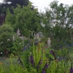 Collection nationale de sauges