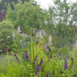 Collection nationale de sauges