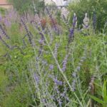 Collection nationale de sauges