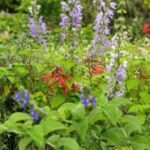 Collection nationale de sauges