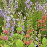 Collection nationale de sauges