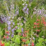 Collection nationale de sauges