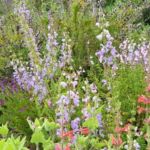 Collection nationale de sauge