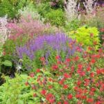 Collection nationale de sauge