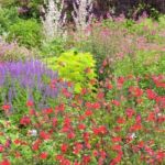 Collection nationale de sauges