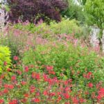 Collection nationale de sauges