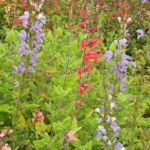 Collection nationale de sauges