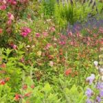 Collection nationale de sauges