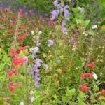 Collection nationale de sauges