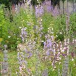 Collection nationale de sauges