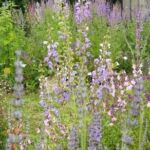 Collection nationale de sauges