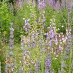 Collection nationale de sauges