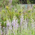 Collection nationale de sauges