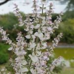 Collection nationale de sauges