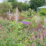 Collection nationale de sauges