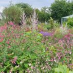 Collection nationale de sauges