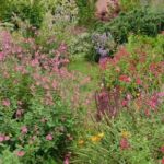 Collection nationale de sauges