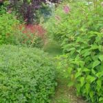 Collection nationale de sauges