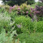 Collection nationale de sauges