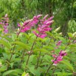 collection nationale de sauges salvia involucrata en fleurs