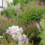 Collection nationale de sauges