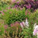 Collection nationale de sauges