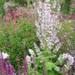 Collection nationale de sauges