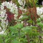 Collection nationale de sauges