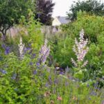 Collection nationale de sauges