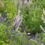 Collection nationale de sauges