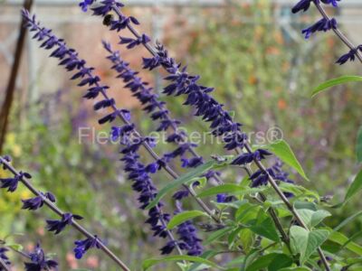 salvia Anthony Parker
