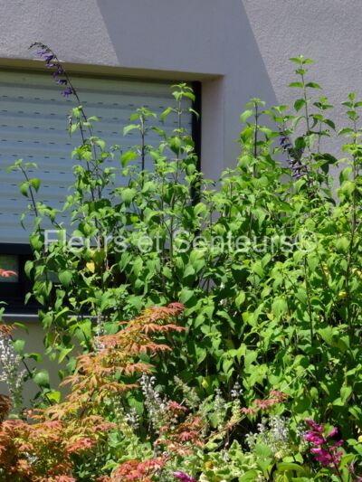 salvia Jean s Purple Passion