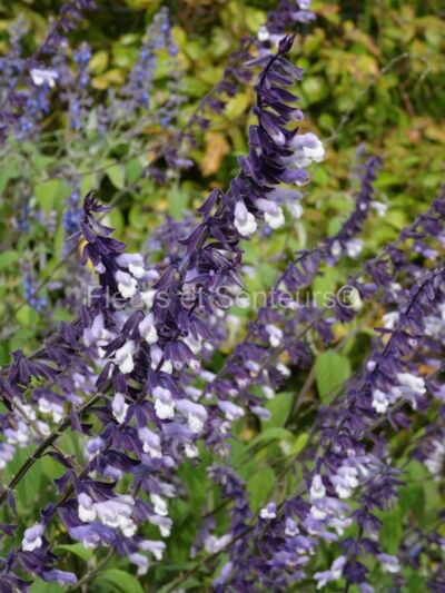 salvia Phyllis Fancy salvia Phyllis Fancy en fleurs
