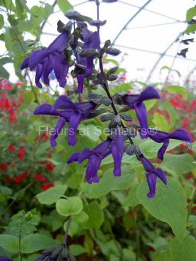 salvia Purple Majesty salvia Purple Majesty en fleurs