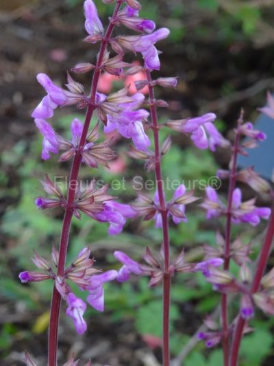 salvia Vallee de Bravo