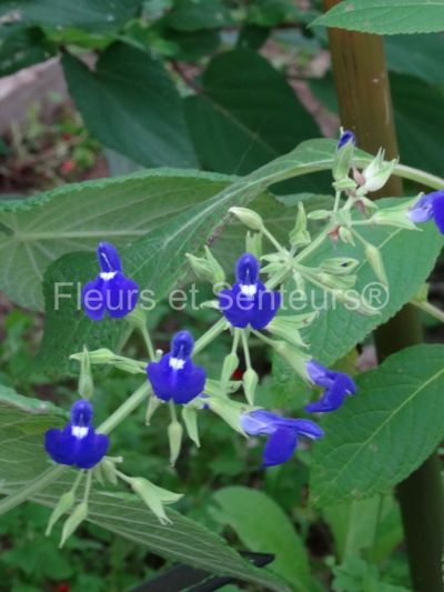 salvia amethystina ssp. ampelophylla