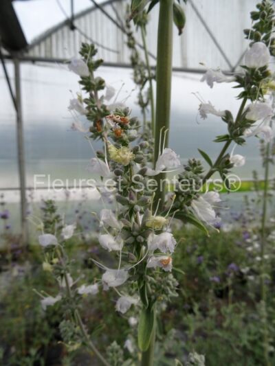 salvia apiana salvia apiana en fleurs