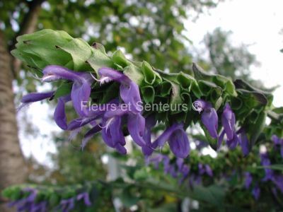 salvia atrocyanea salvia atrocyanea en fleurs