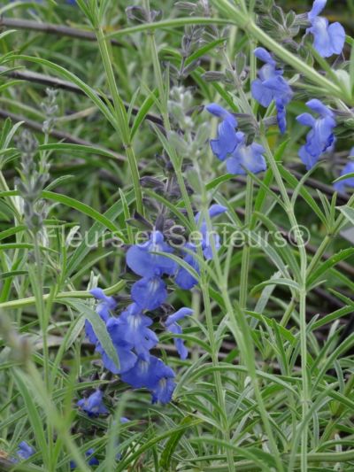 salvia azurea var. grandiflora
